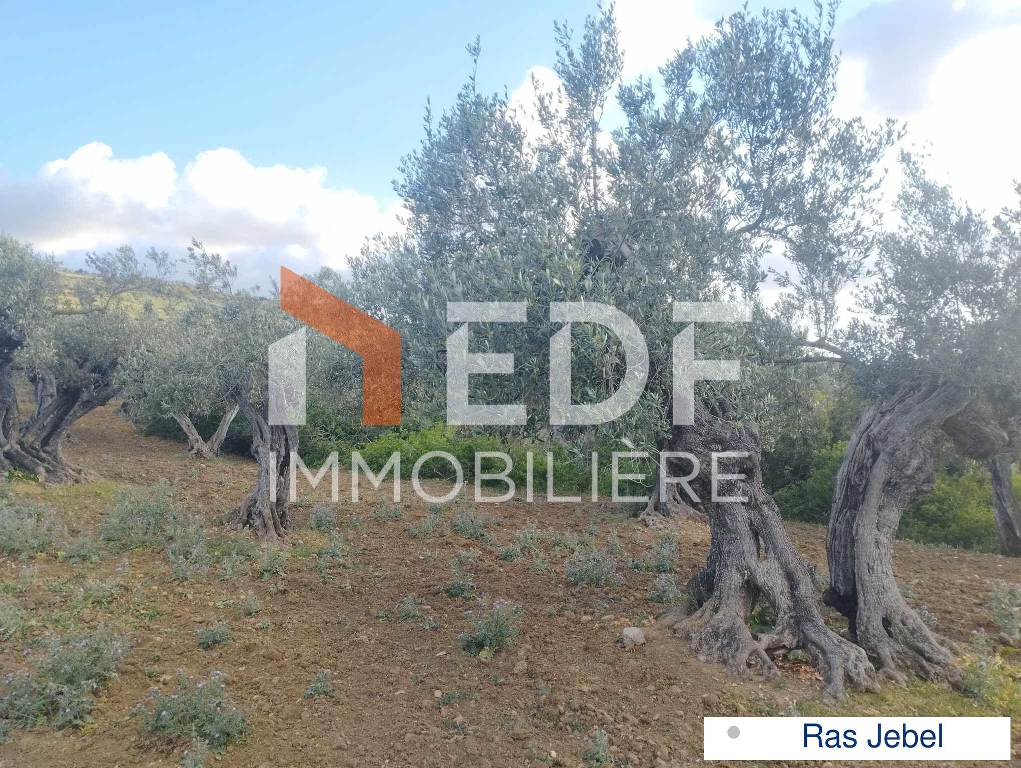 Réf 3437: A NE PAS RATER, A Vendre Terrain d'olives à Ras Jebel