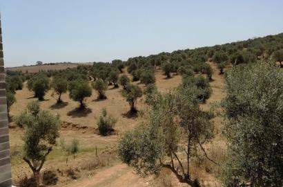 À Vendre : Villa à Sanheja, Manouba - Cité des Juges